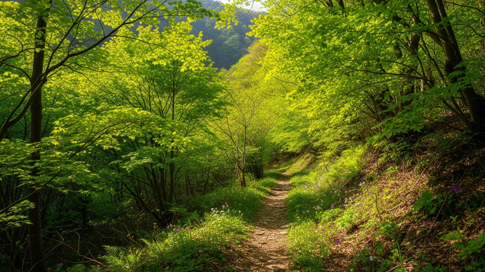 新緑の低山ハイク——5月の里山を120%楽しむための歩き方