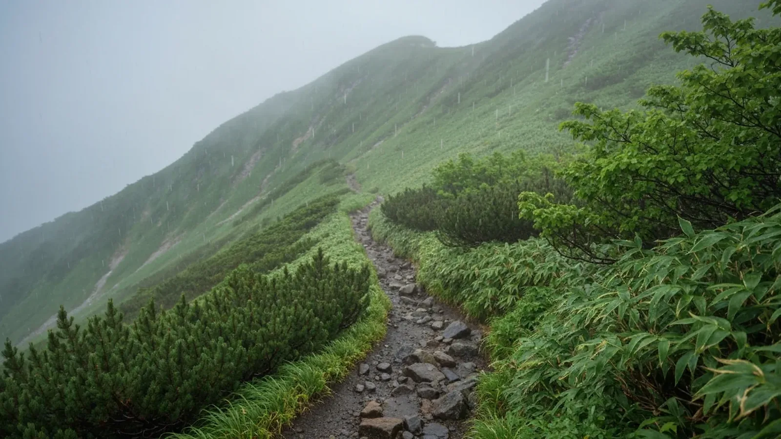 梅雨期の登山——「行くか、行かないか」の判断軸と雨天行動の基本